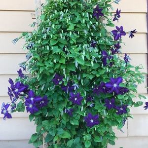 Meet your Posher, Marcia